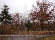 Wald, Havelland, Brandenburg