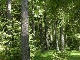 Wald, Slowakei, Slowakei