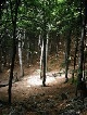 Wald, Slowakei, Slowakei
