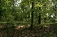 Wald, Slowakei, Slowakei