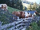 Weideland, Georgien, Georgien