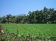 Bauernhof, Indien, Indien