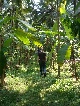Bauernhof, Indien, Indien