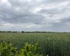 Aussiedlerhof Gro-Gerau  Groe Anzahl aktueller Bauernhuser, Bauernhfe, Reiterhfe, alte Mhlen - hier finden auch Sie IHR Bauernhaus, Bauernhof, Reiterhof oder alte Mhle!