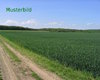 Ackerfläche Aurach Große Anzahl aktueller Bauernhäuser, Bauernhöfe, Reiterhöfe, alte Mühlen - hier finden auch Sie IHR Bauernhaus, Bauernhof, Reiterhof oder alte Mühle!